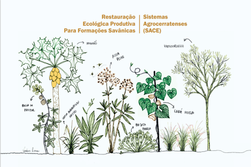 restauração ecológica produtiva para formações savânicas: sistemas agrocerratenses (SACE)